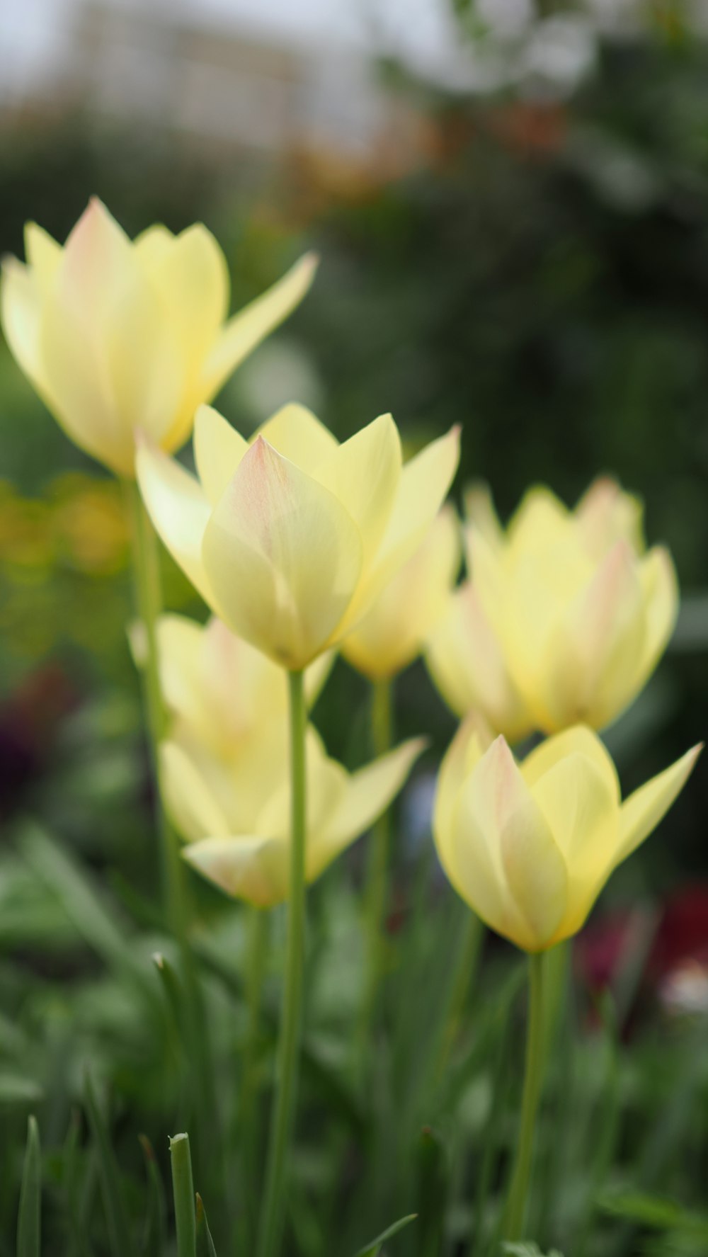 a group of yellow flowers in a garden