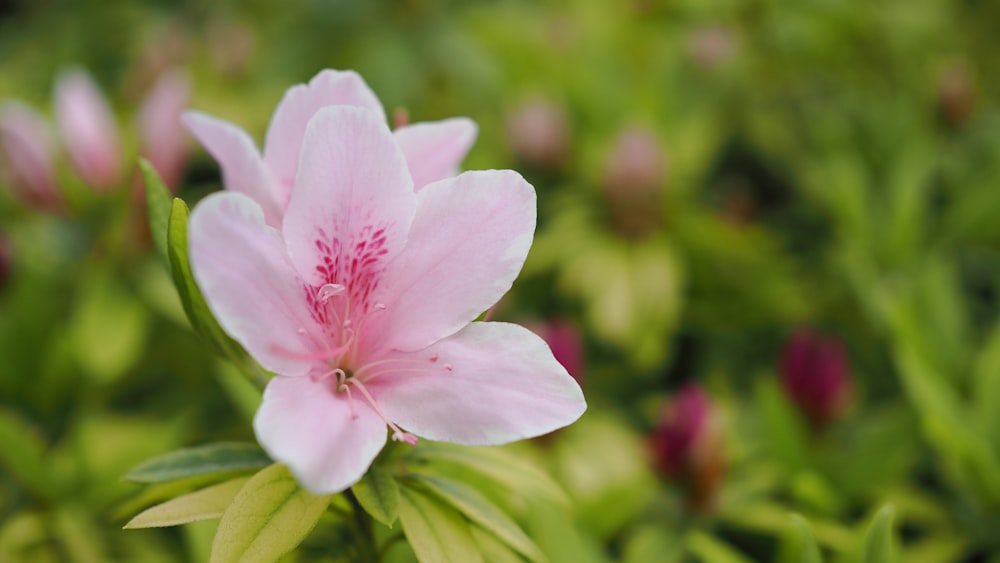 a close up of a pink flower with green leaves