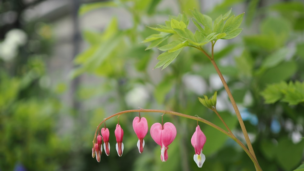 a plant with pink flowers and green leaves
