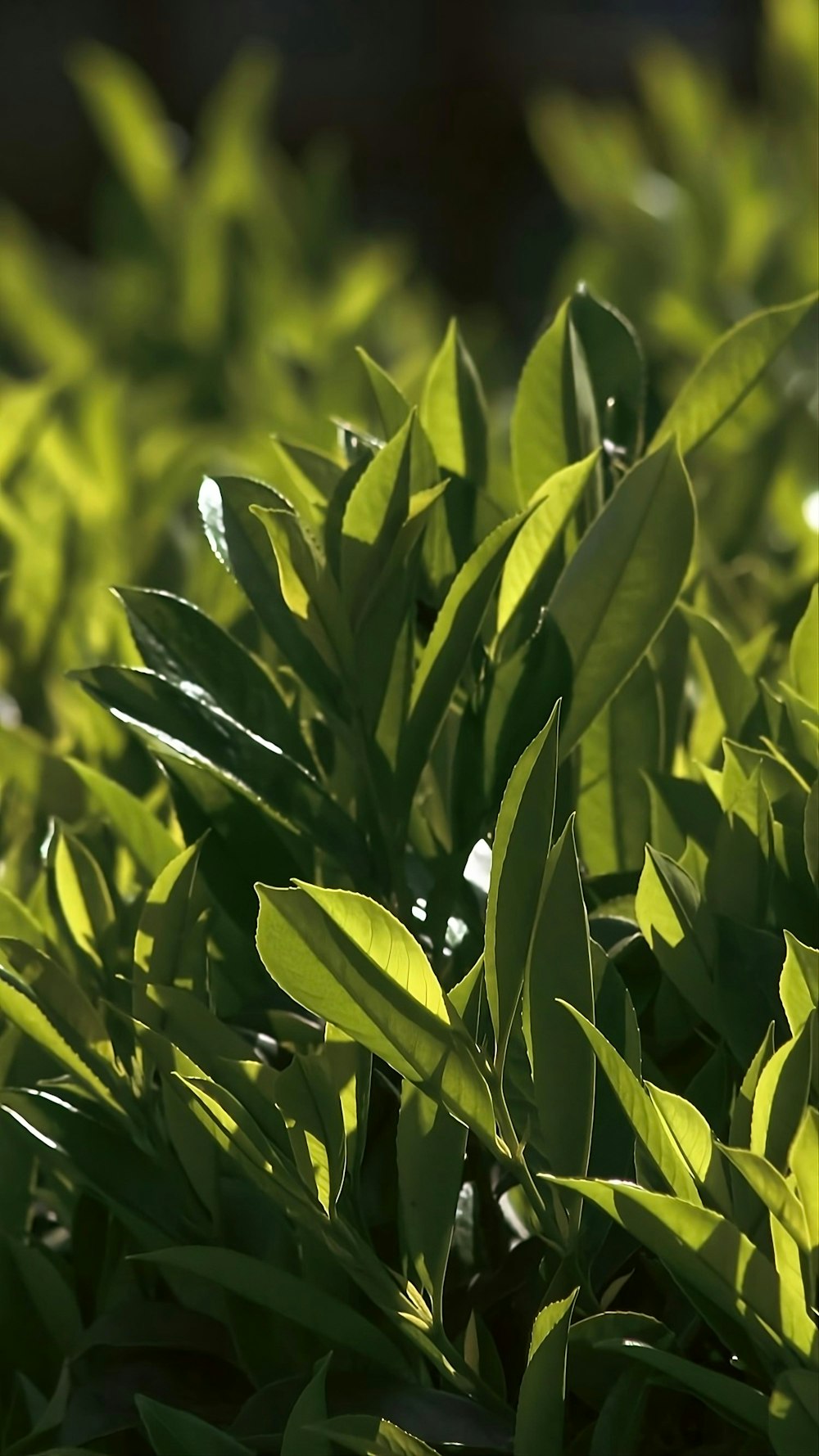 a close up of a bush with green leaves