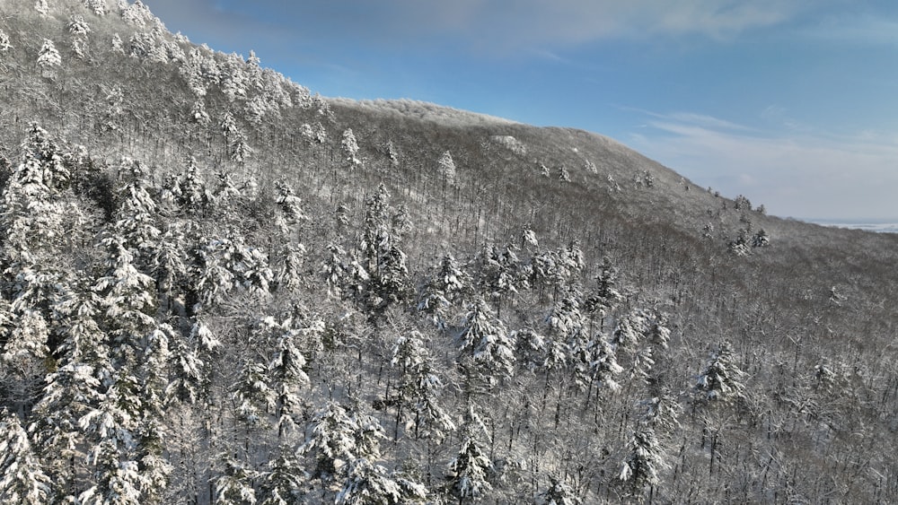 a mountain covered in snow with lots of trees