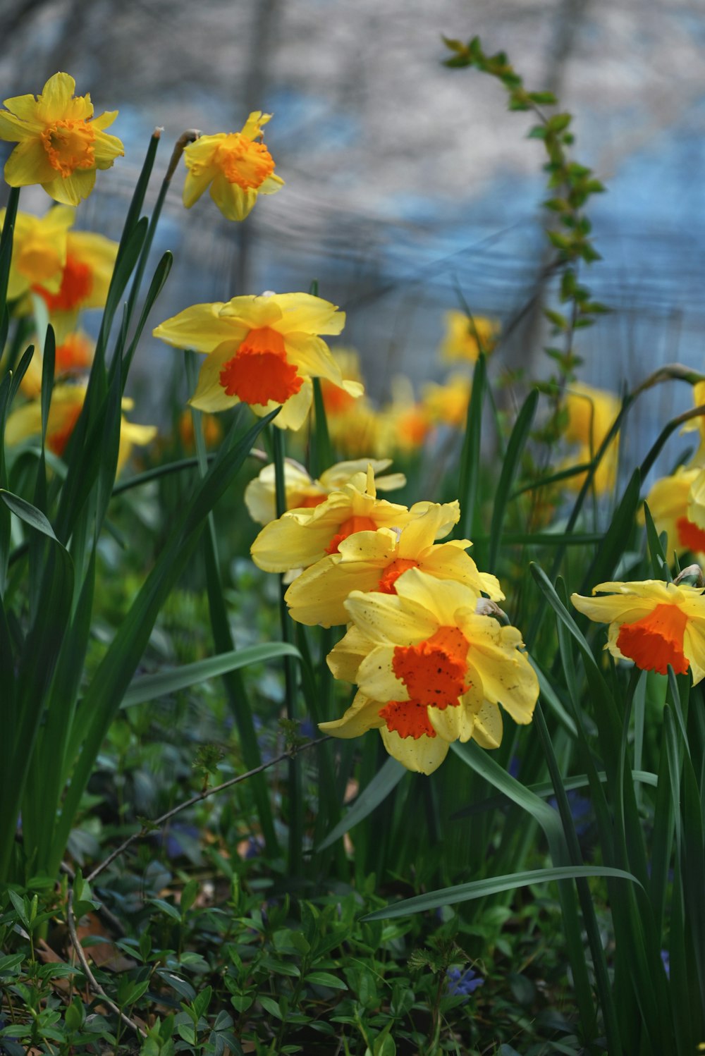 a field of yellow and orange flowers next to a body of water