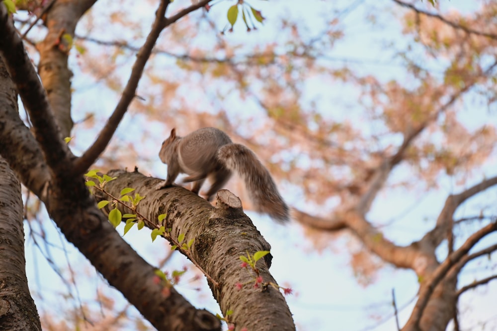 a squirrel is sitting on a tree branch