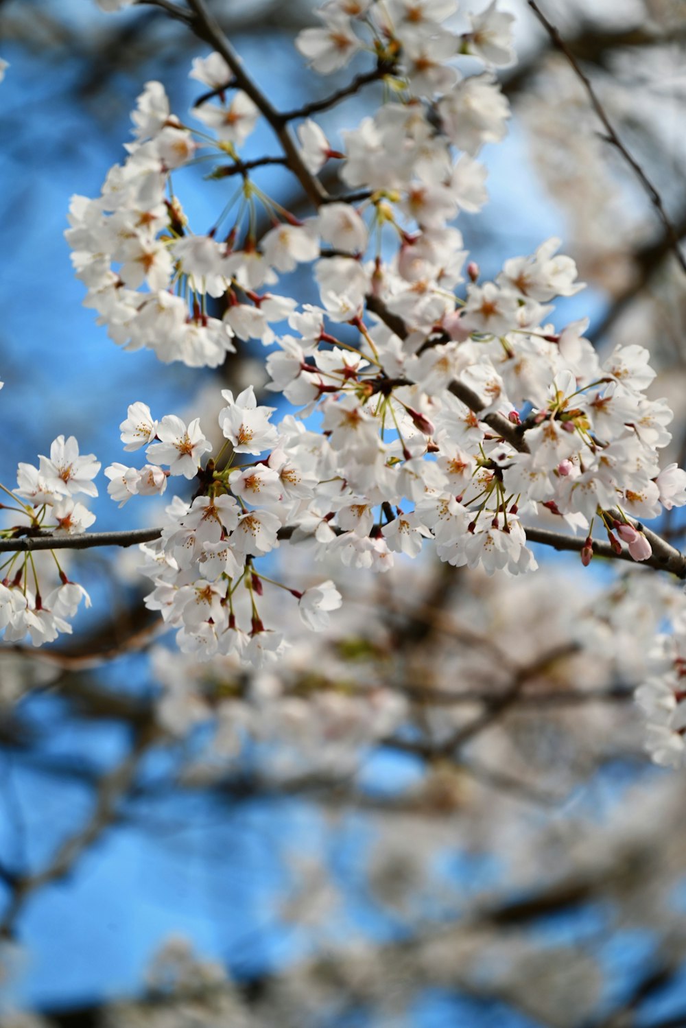 a close up of a tree with white flowers