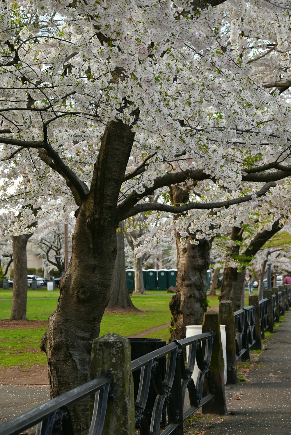 a park bench under a blooming cherry tree