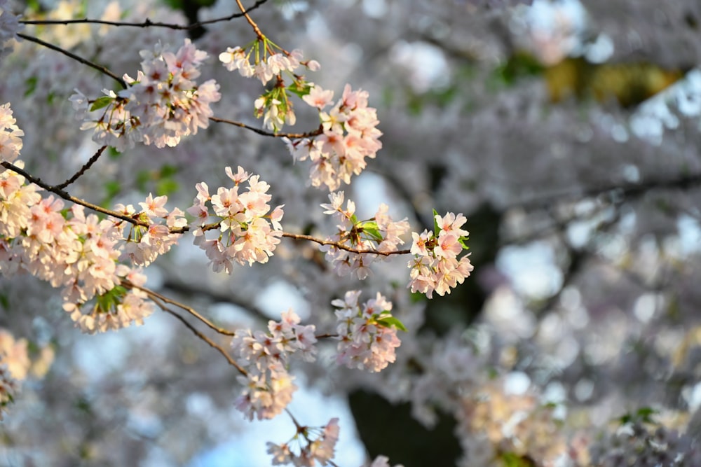 a close up of a tree with pink flowers