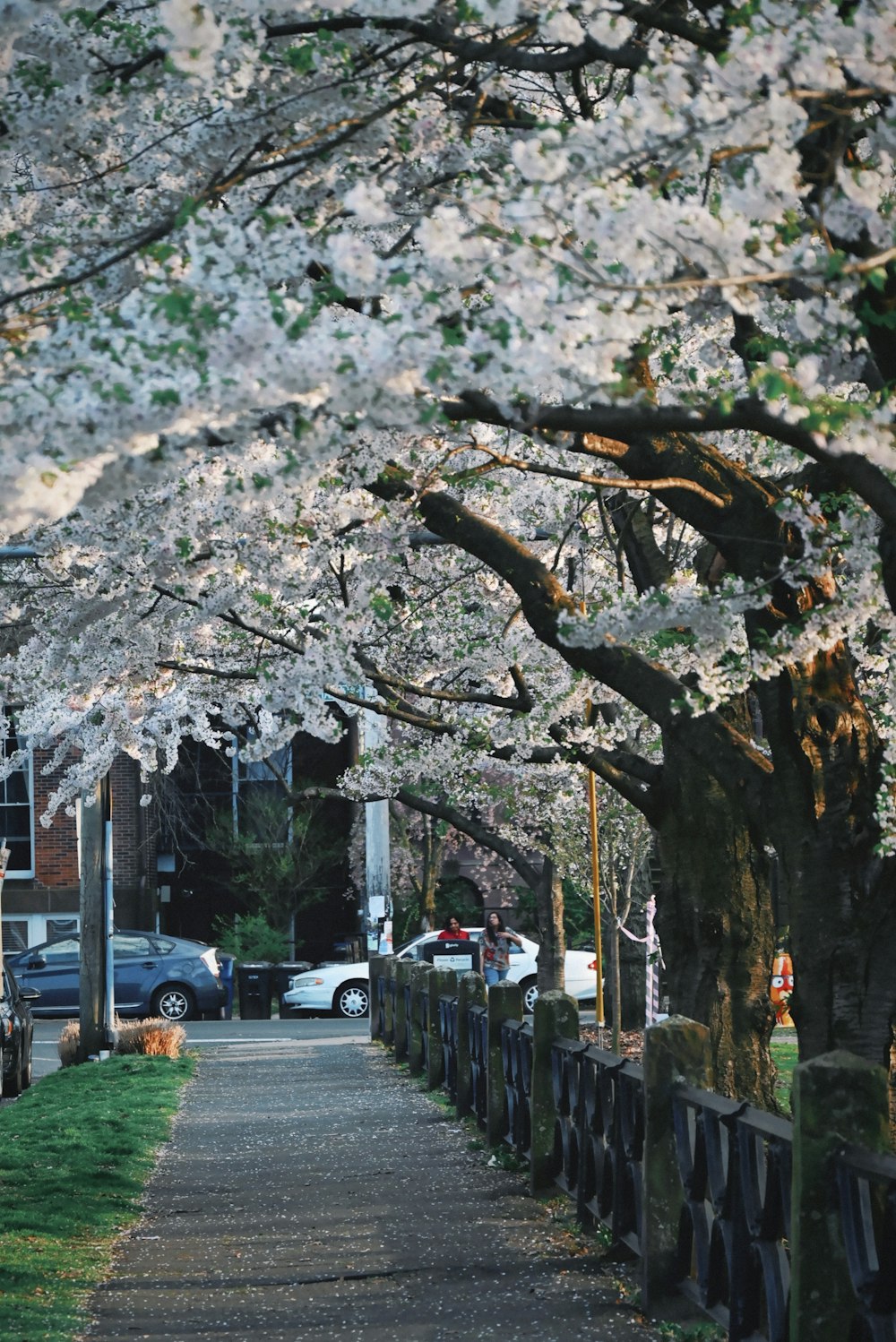 a tree lined sidewalk with cars parked on it