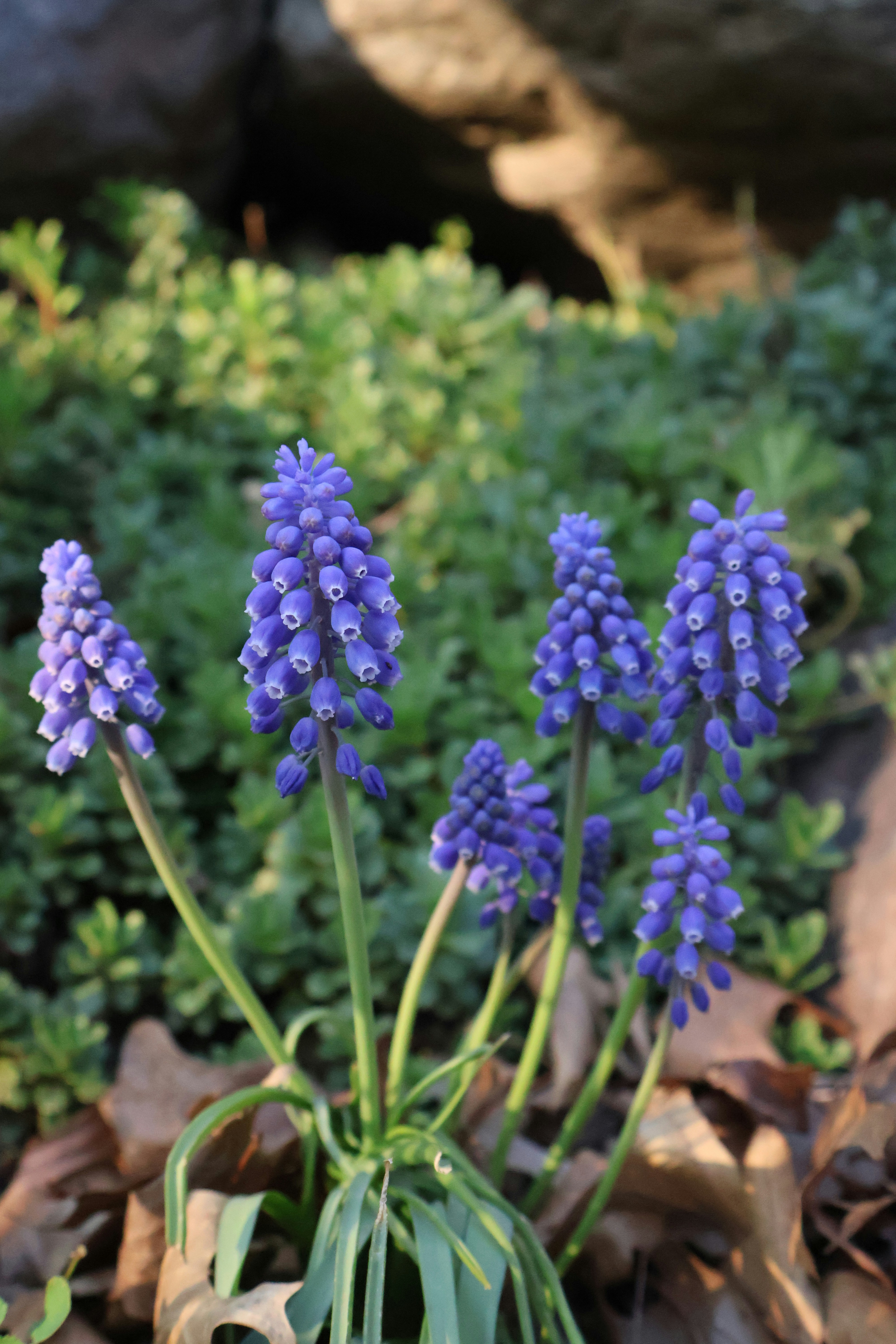 Photo by kittykatzen