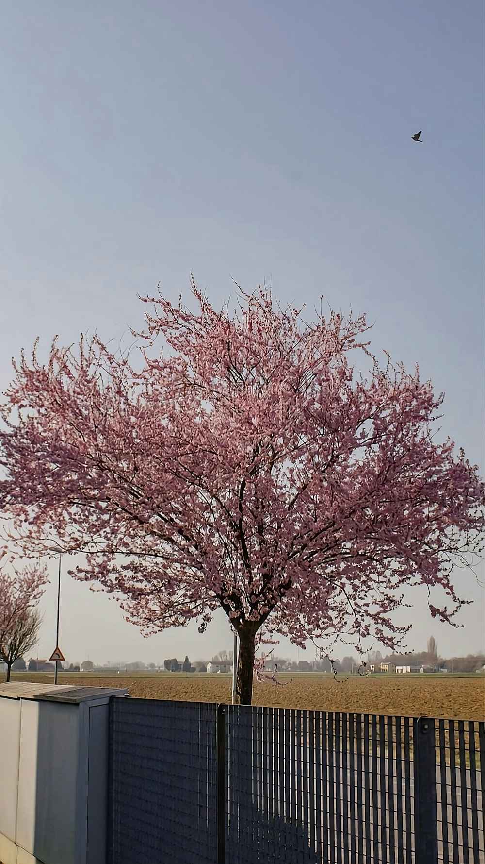 a tree with pink flowers in front of a fence