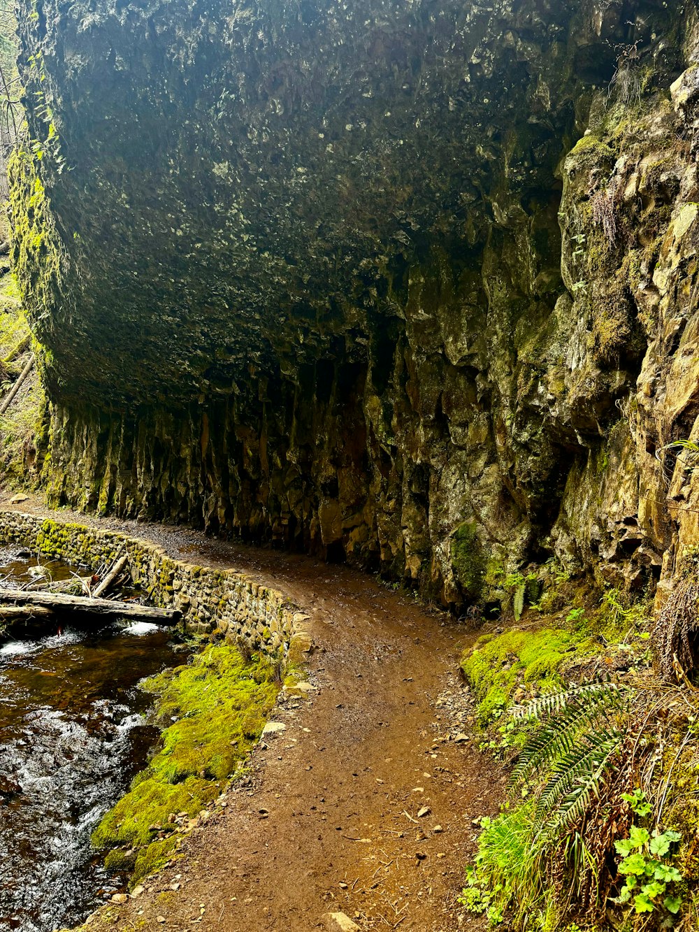 a path leading into a cave with moss growing on the rocks