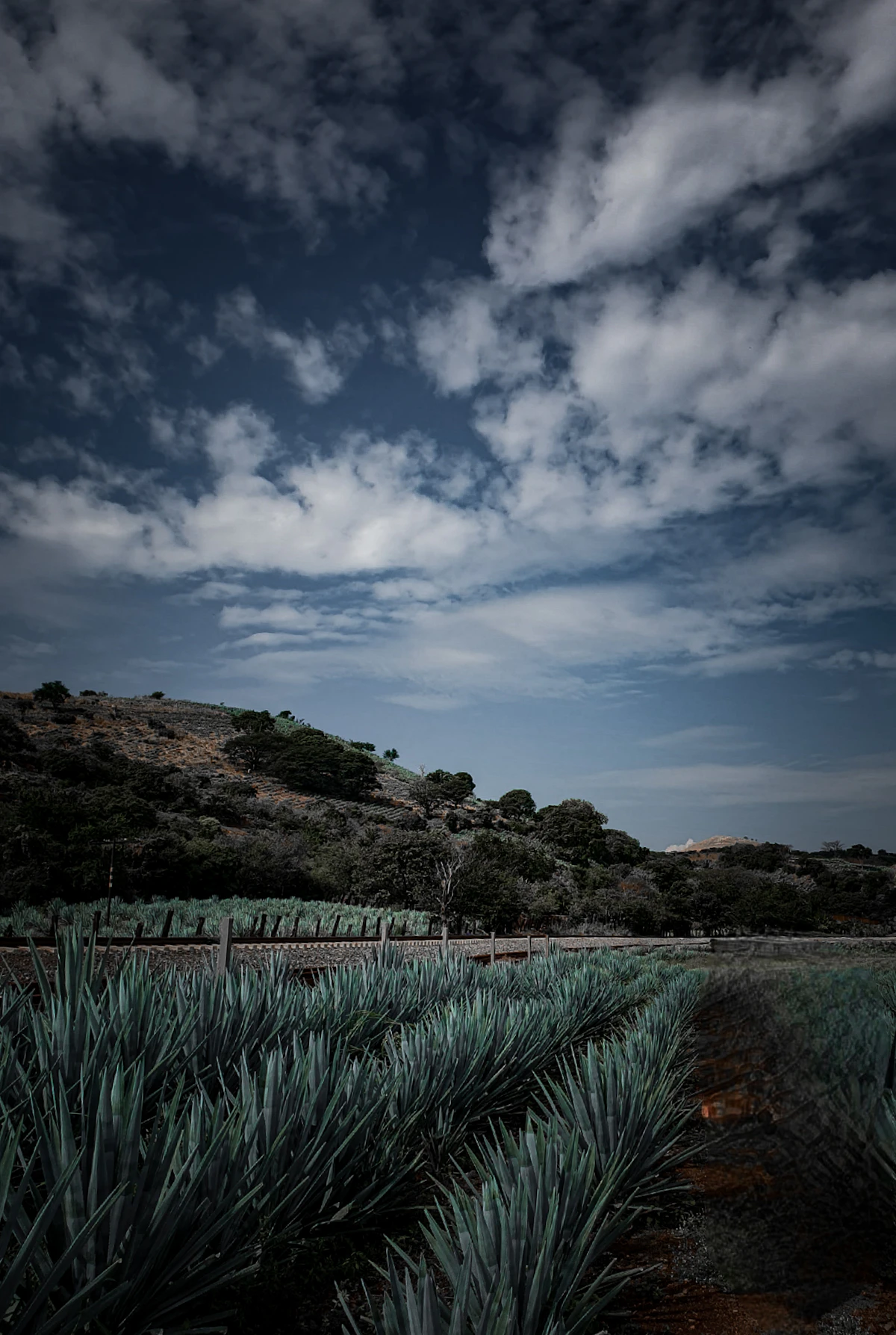 Blue agave fields surrounding Tequila Mexico