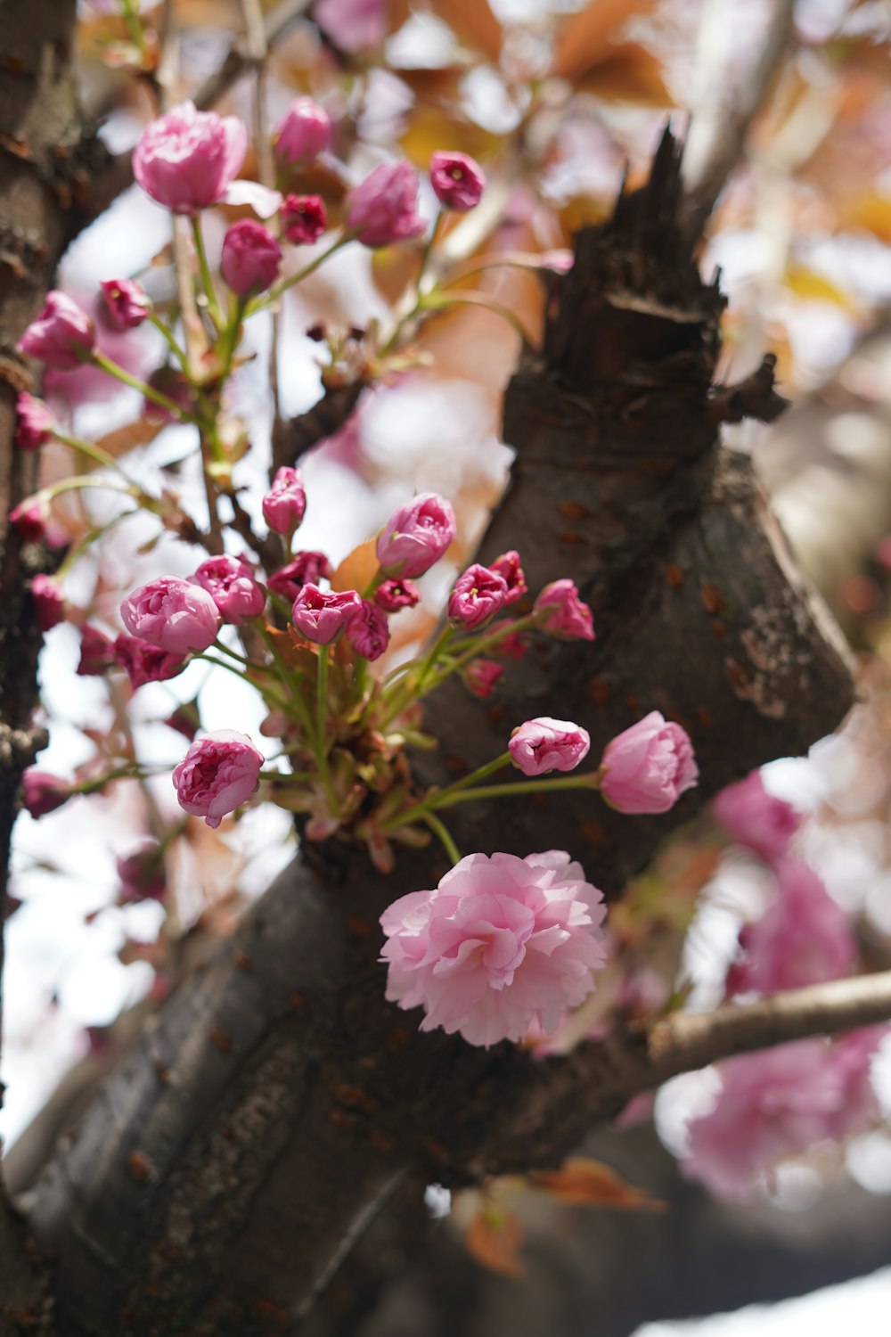 pink flowers are growing on a tree branch