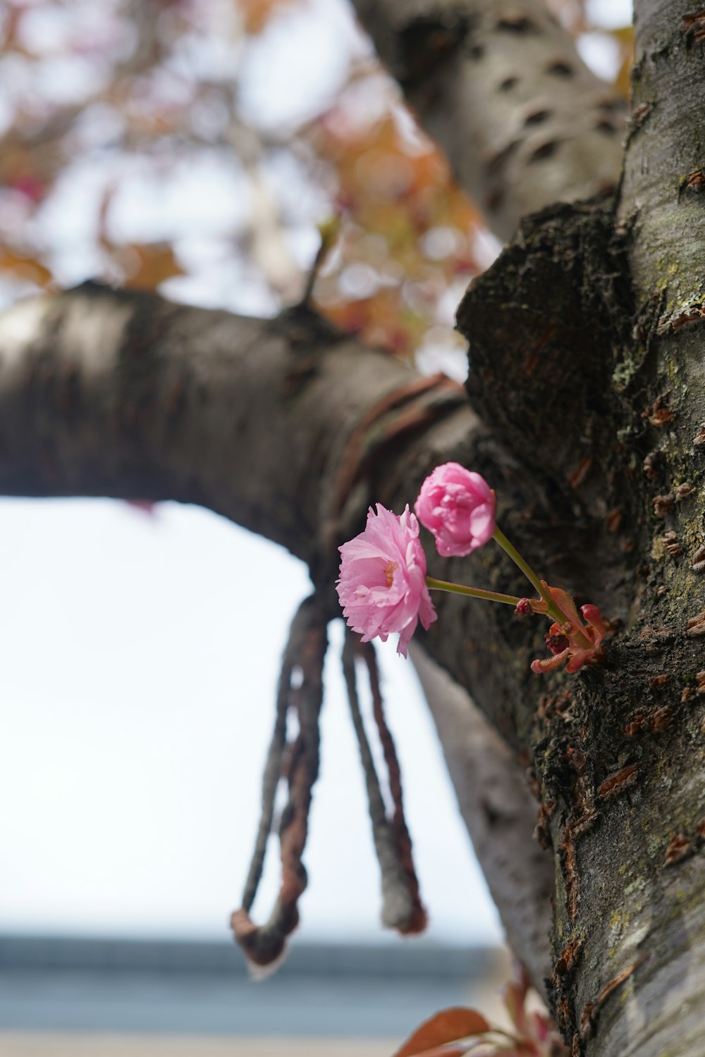 a branch of a tree with pink flowers on it