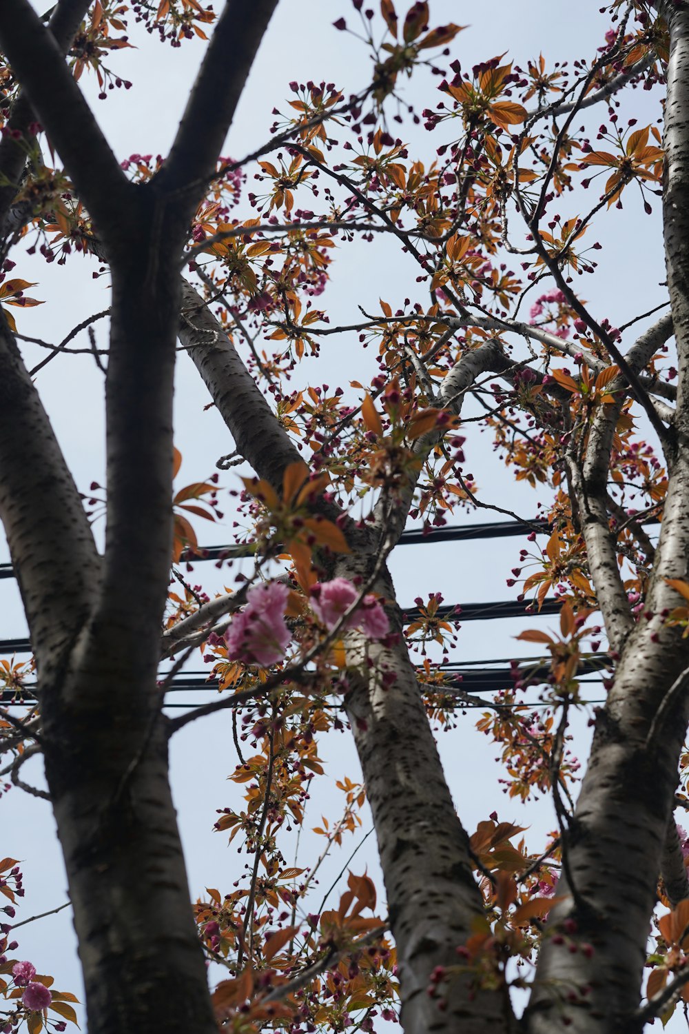 a tree with a bunch of pink flowers on it