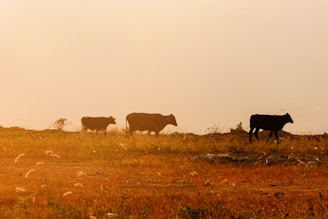 a herd of cattle walking across a dry grass field