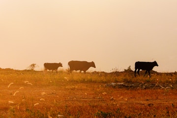 a herd of cattle walking across a dry grass field