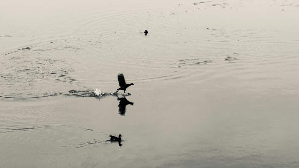 a couple of birds flying over a body of water