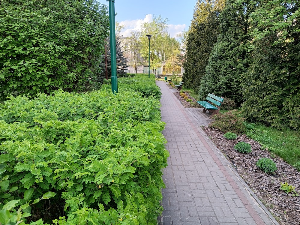 a brick walkway in a park lined with trees and bushes