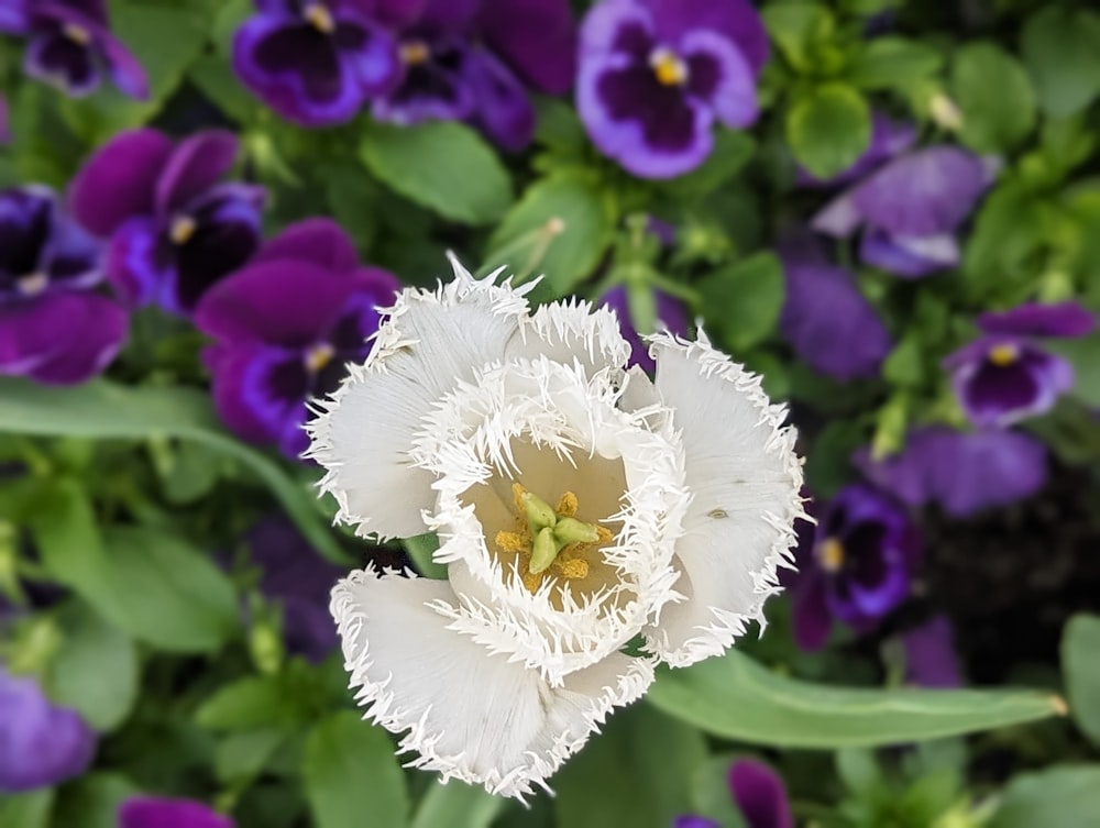 a close up of a white and purple flower