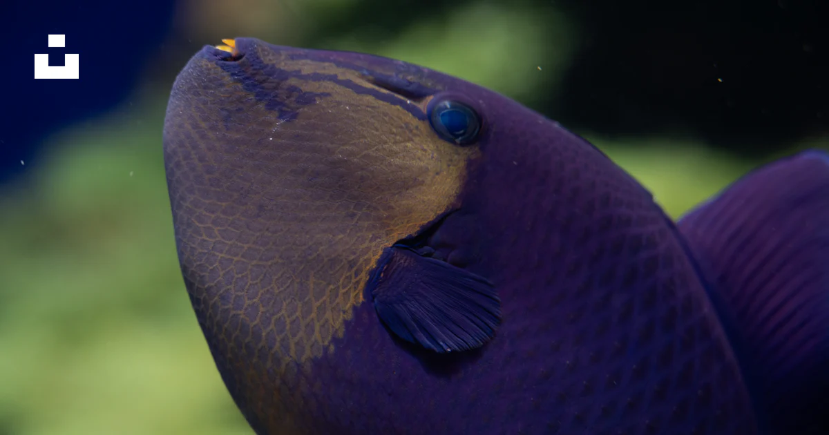 Purple Overbite Fish A close up of a purple fish in an aquarium photo – Free Fish Image on ...