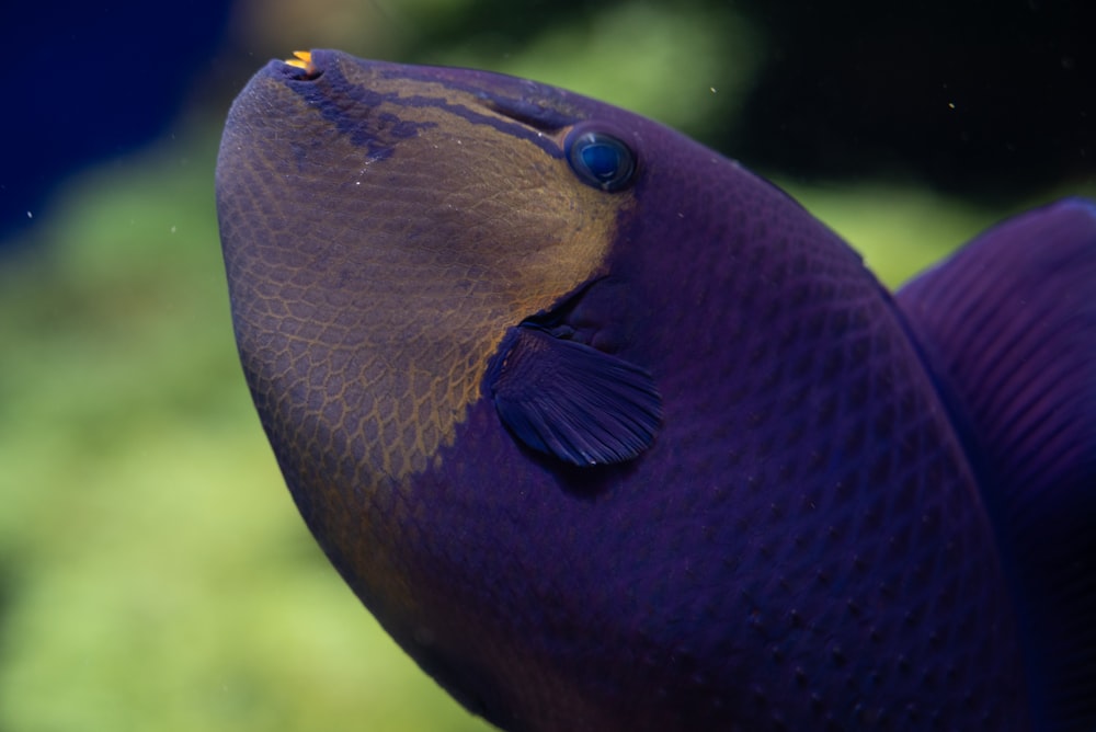 a close up of a purple fish in an aquarium