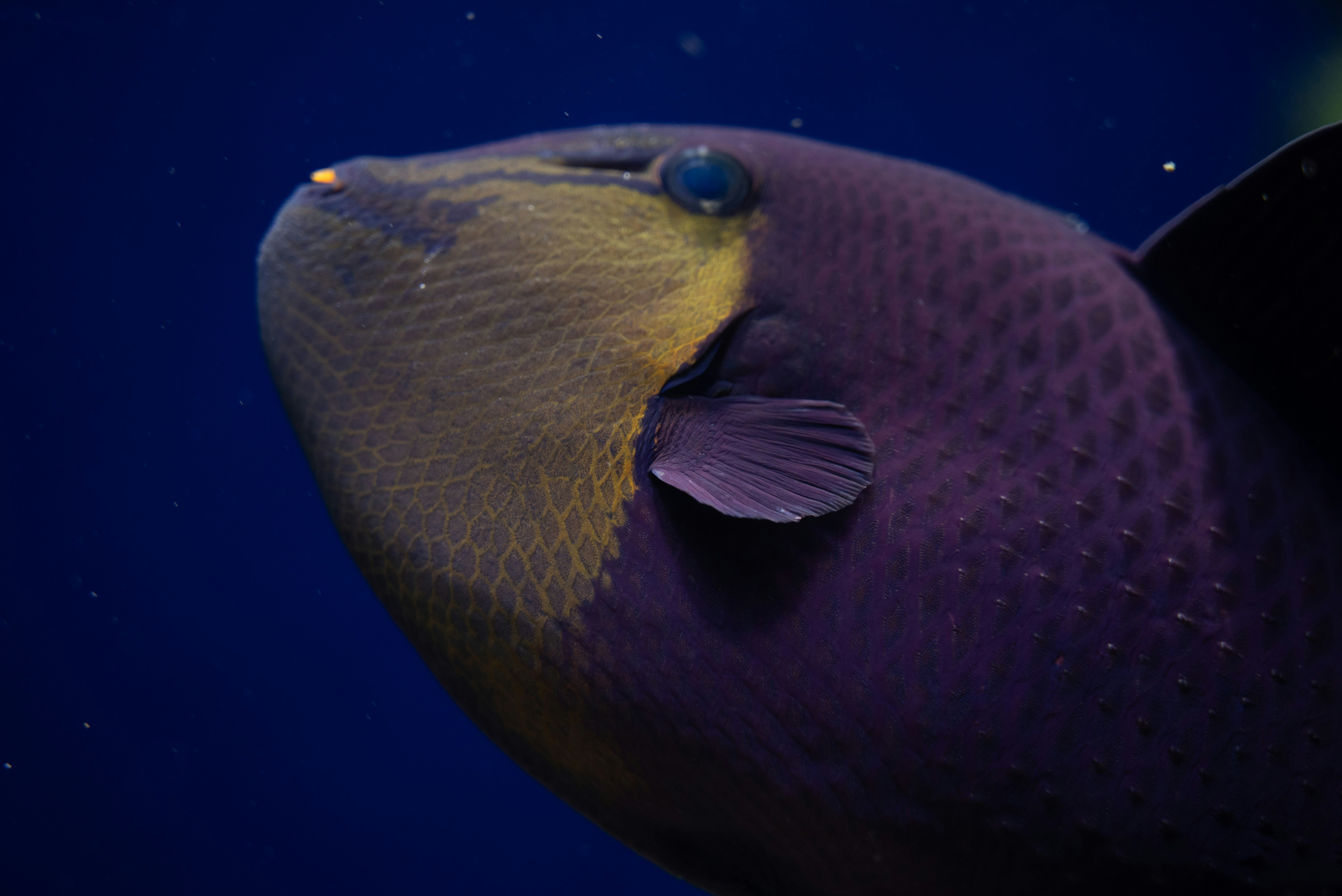 eine Nahaufnahme eines Fisches mit blauem Hintergrund