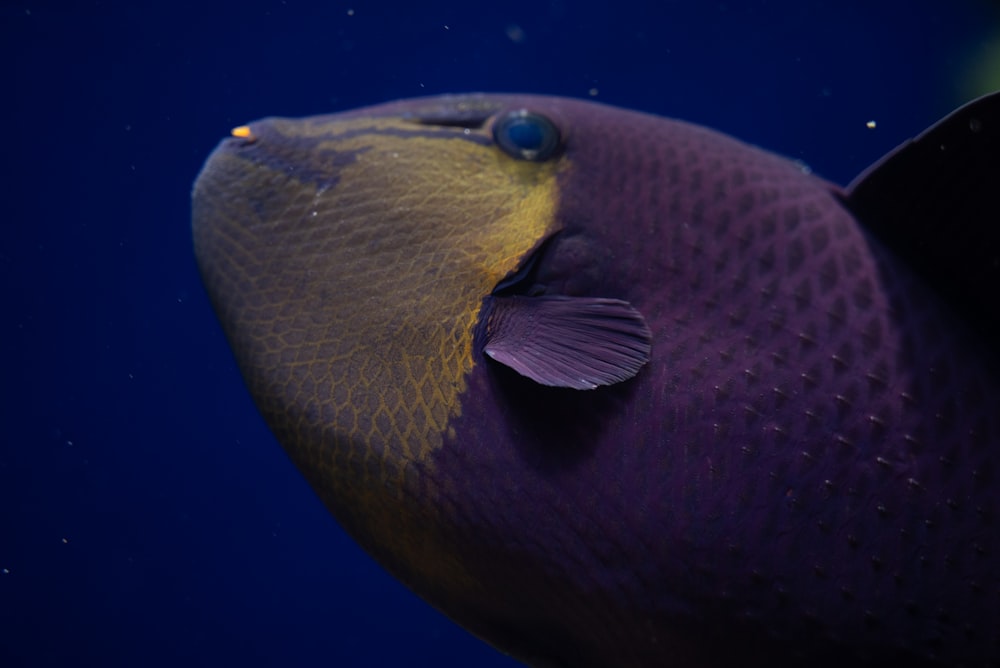 a close up of a fish with a blue background
