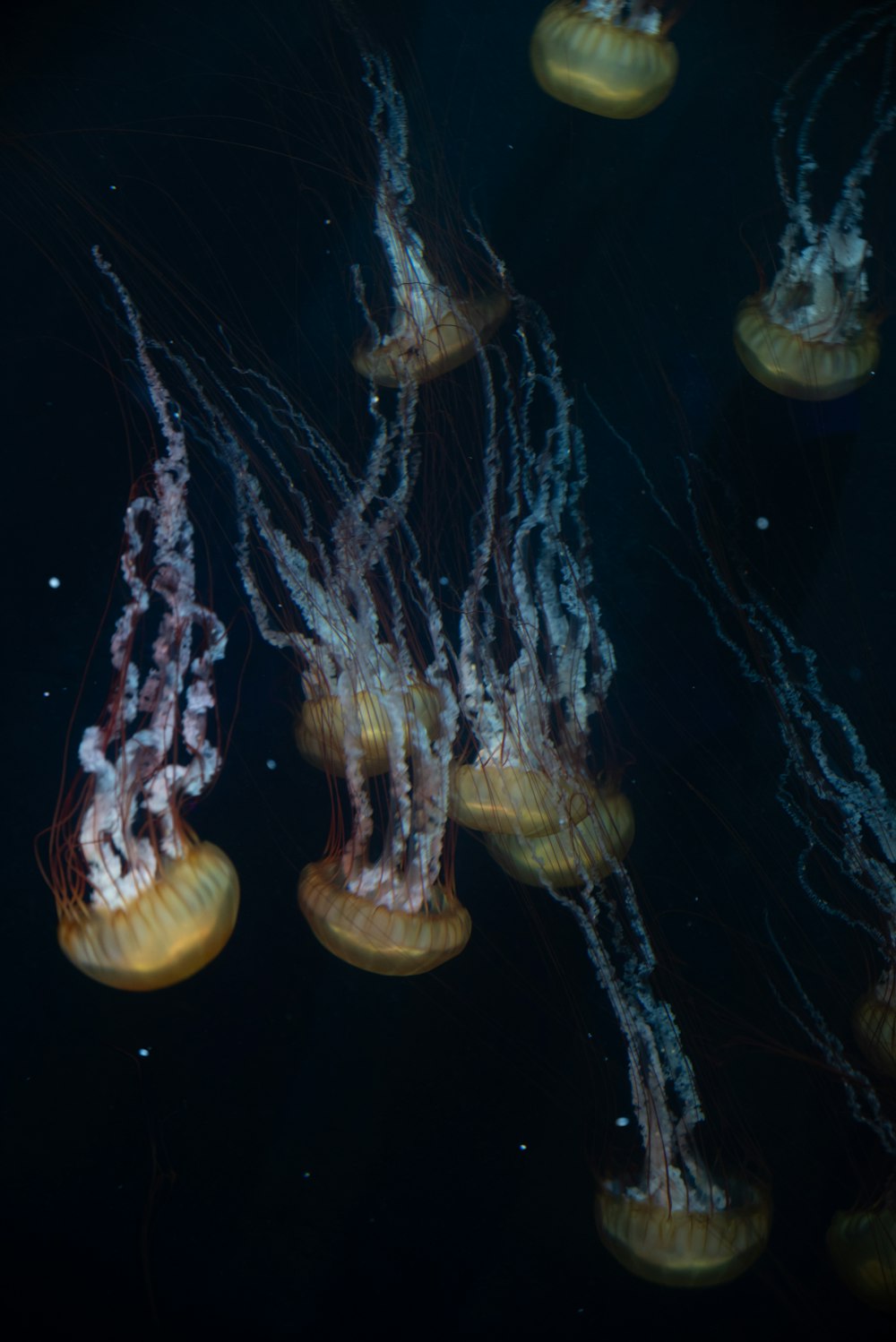 a group of jellyfish swimming in the water