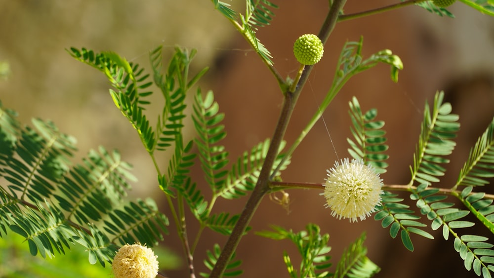 a close up of a plant with leaves and flowers