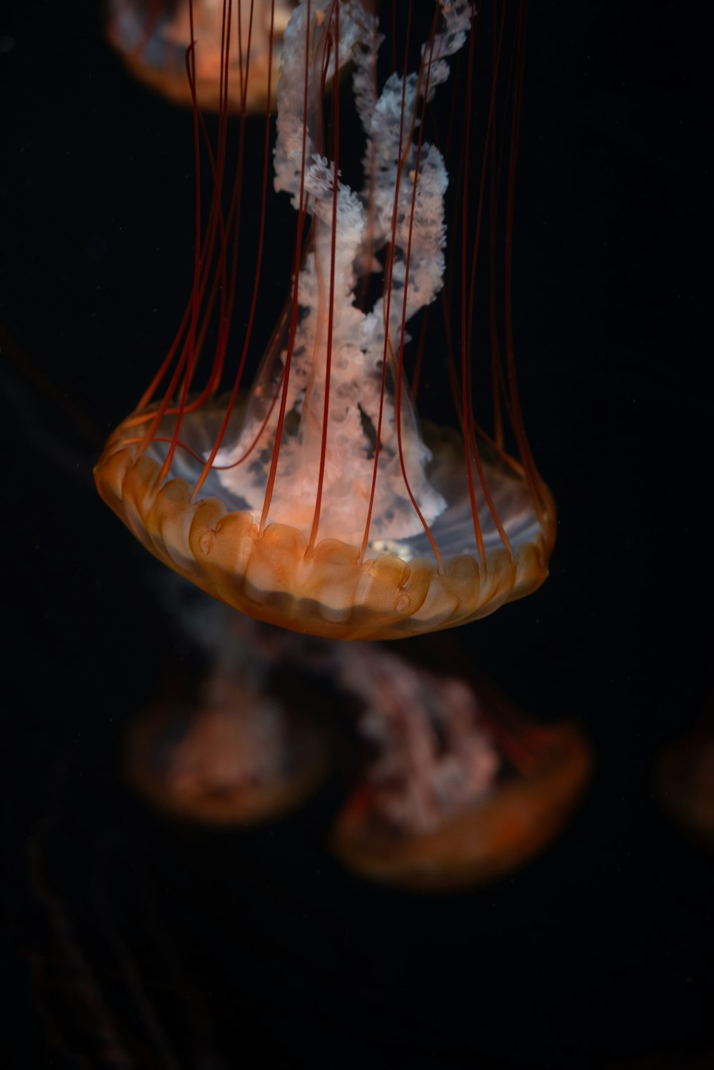 a group of jellyfish floating in the water