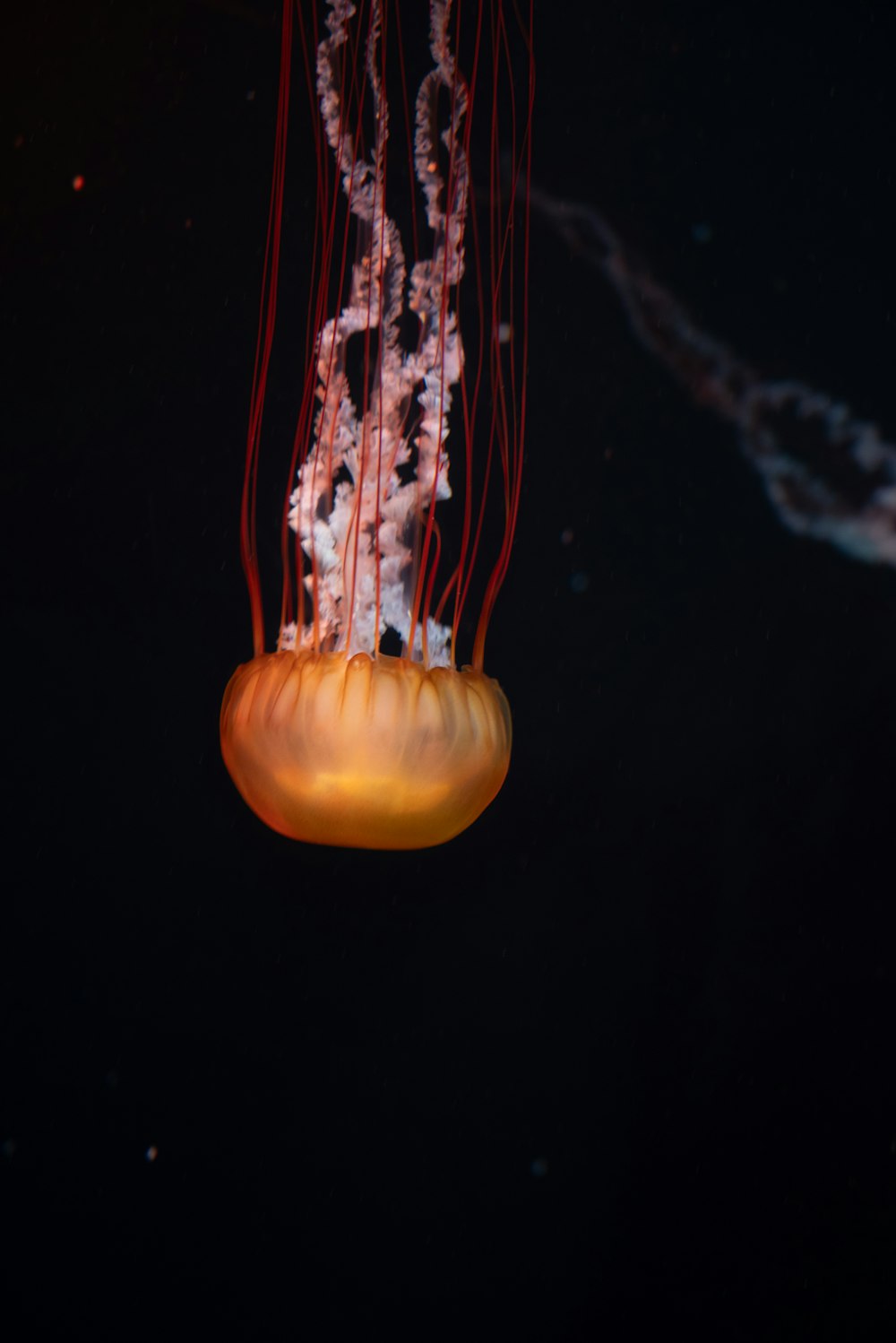 an orange jellyfish floating in the dark water