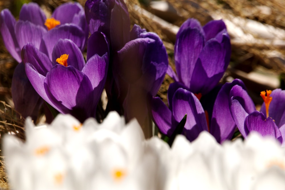 a group of purple and white flowers sitting next to each other