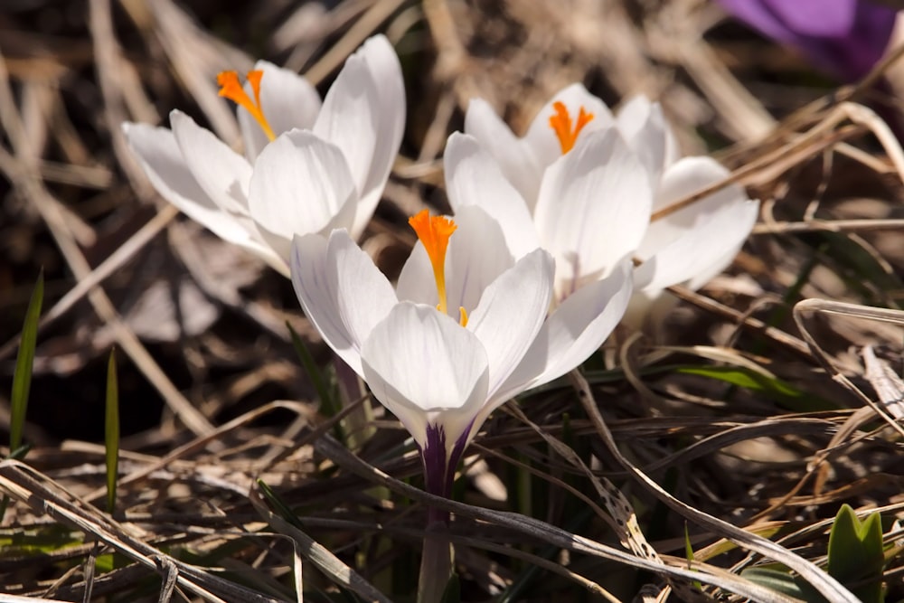 a group of white flowers sitting on top of a grass covered field