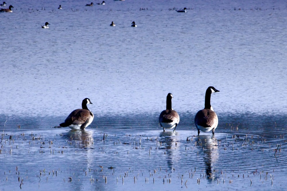 Un grupo de patos flotando en la parte superior de un lago