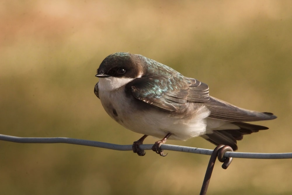 un pajarito sentado encima de un alambre