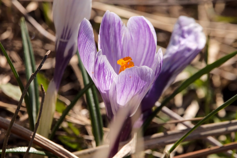 a couple of purple flowers sitting on top of a field