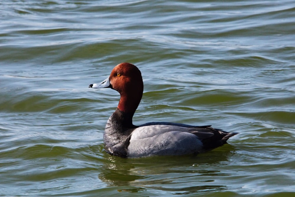 a duck floating on top of a body of water