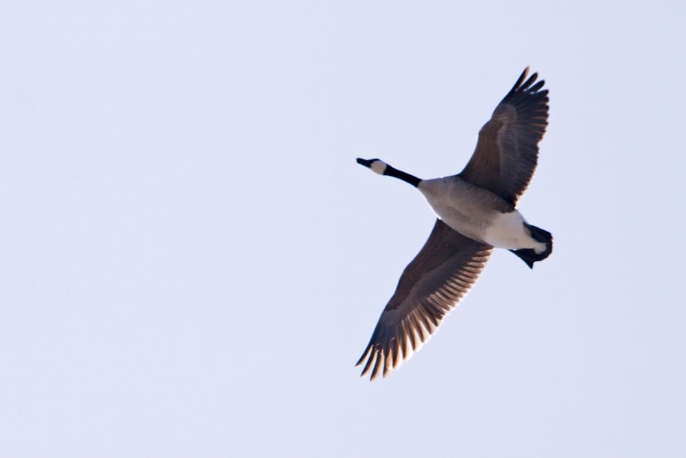 a large bird flying through a blue sky