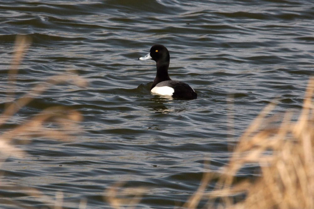 un pato blanco y negro flotando sobre un cuerpo de agua
