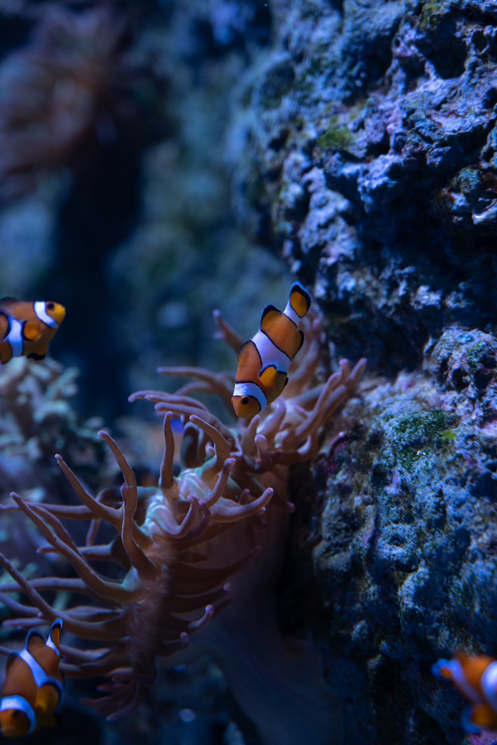 a group of clown fish swimming around a coral