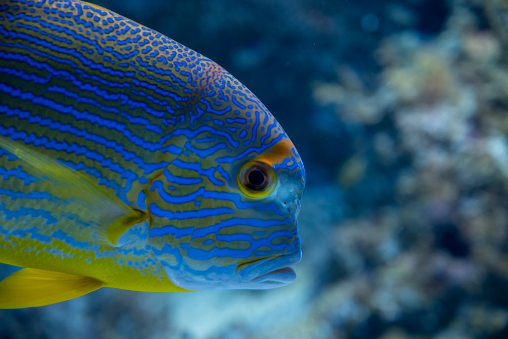 a close up of a blue and yellow fish