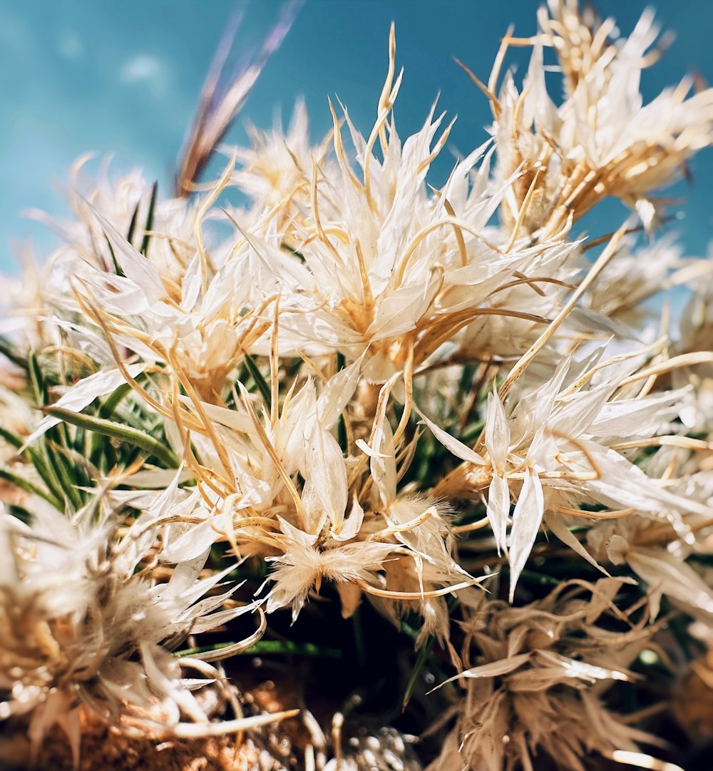 a close up of a flower on a plant