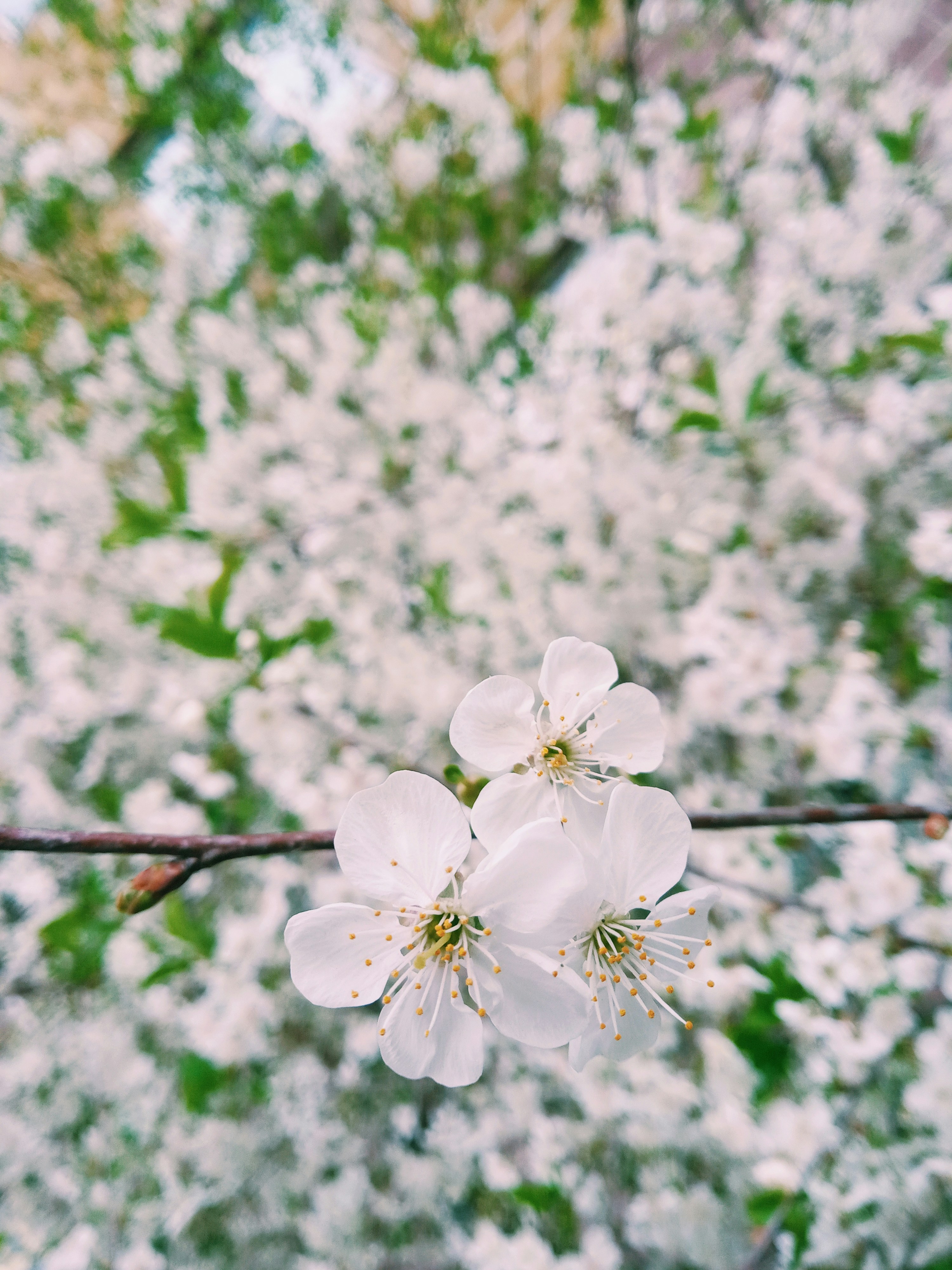 Photo by dmitry_burdakov