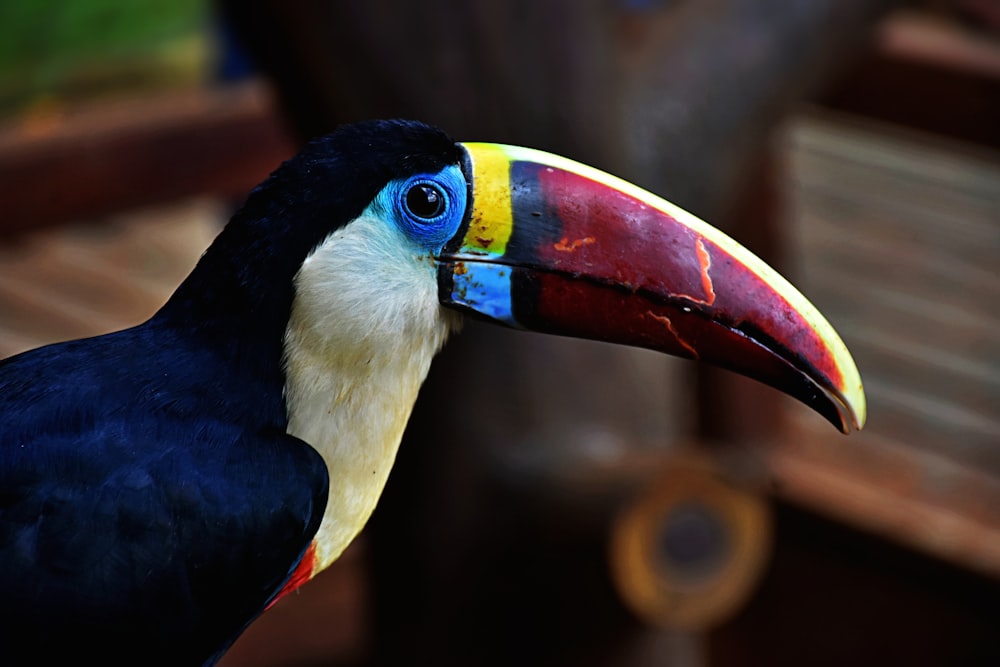 Un uccello tucano con un becco colorato