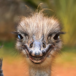 an ostrich is smiling for the camera