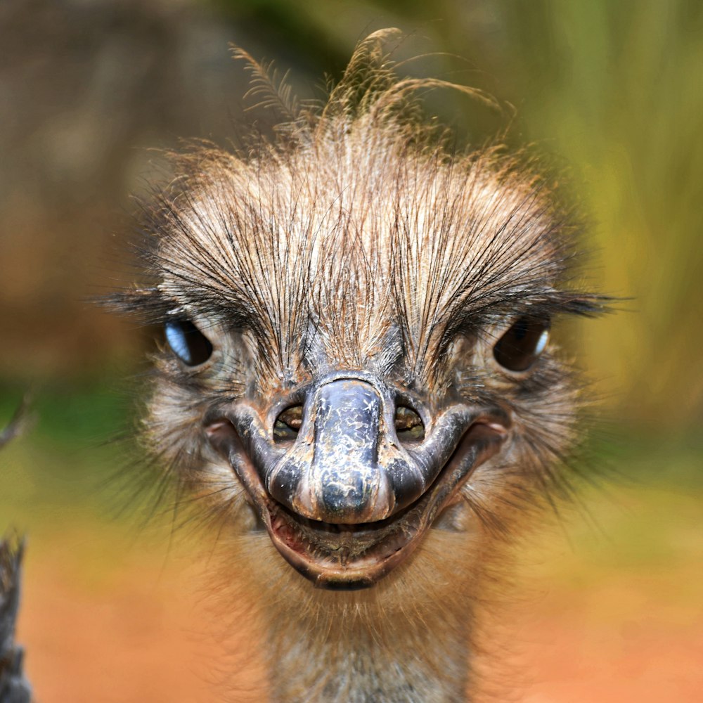 an ostrich is smiling for the camera