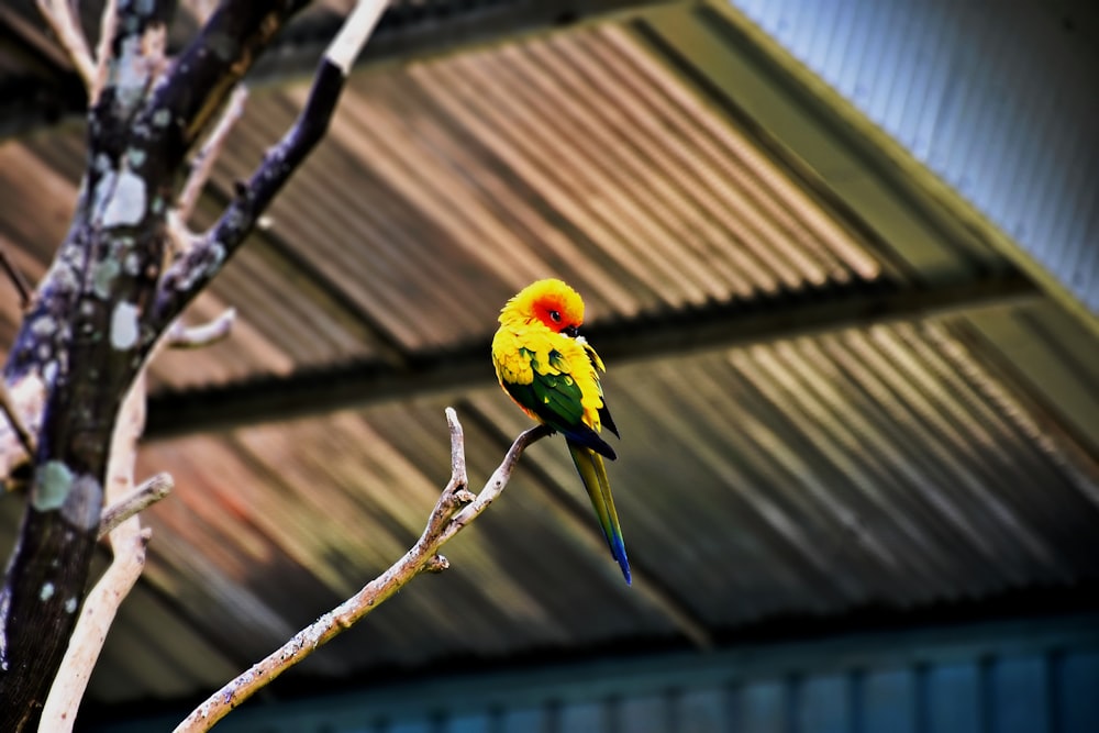 a yellow and green bird sitting on a branch