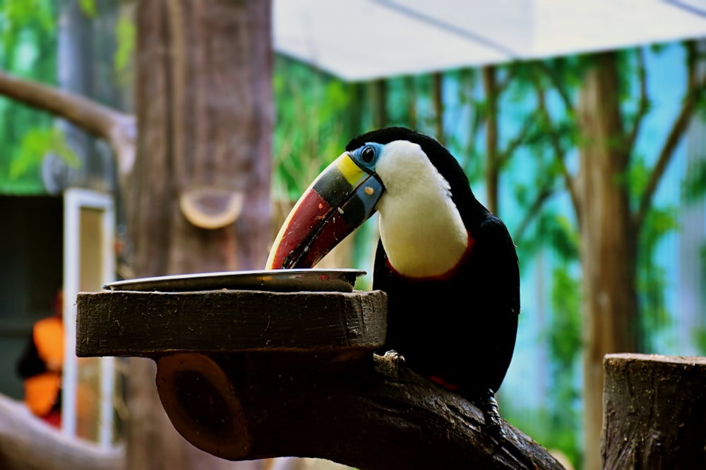 um tucano sentado em cima de um galho de árvore