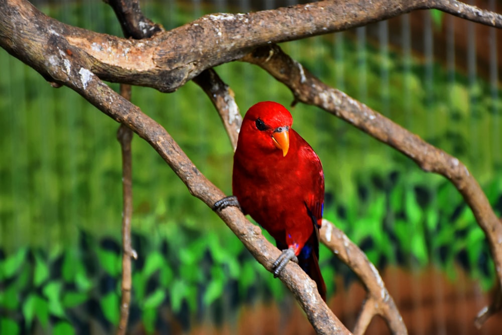 um pássaro vermelho sentado em um galho de uma árvore