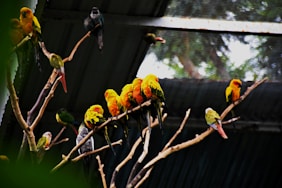 a group of birds sitting on top of a tree branch